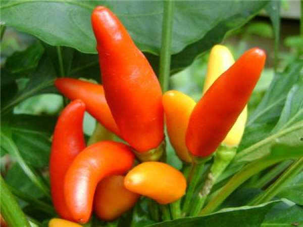 Multicolored pepper