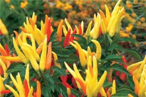 Multicolored pepper
