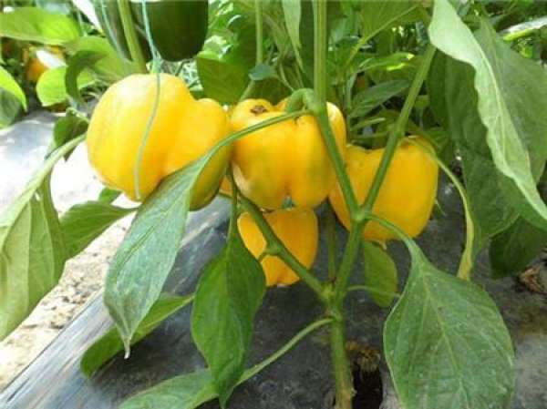 Multicolored pepper