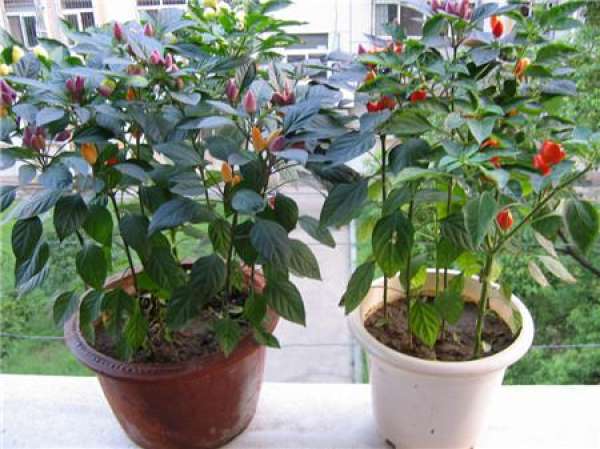 Multicolored pepper