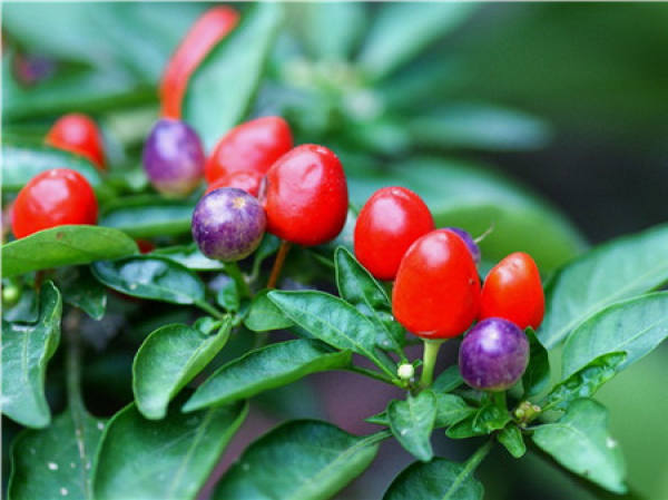 Multicolored pepper