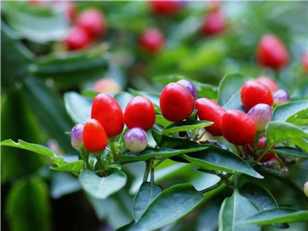 Multicolored pepper