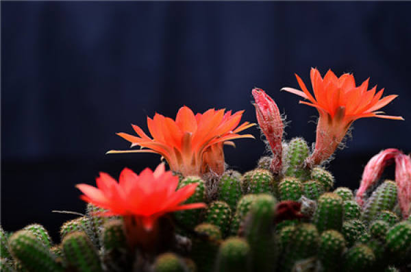 Cactus finger