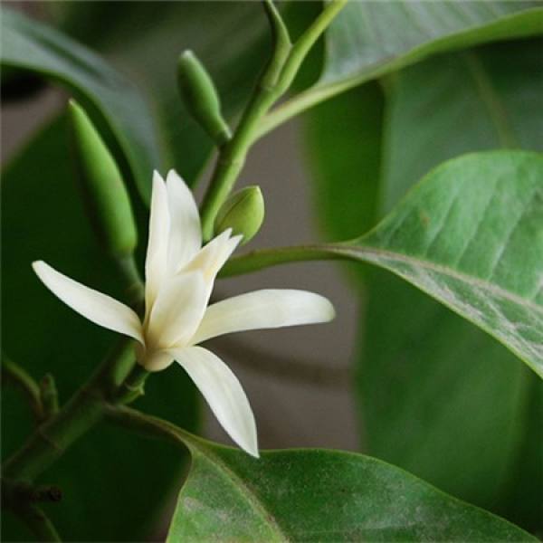 picture of white orchid