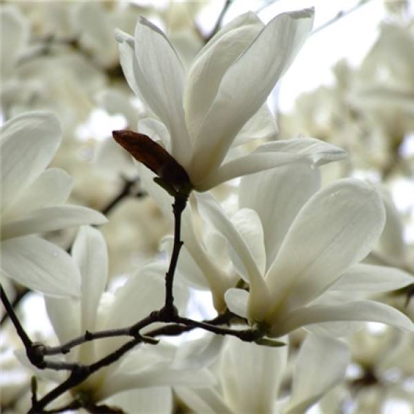 Magnolia denudata pictures