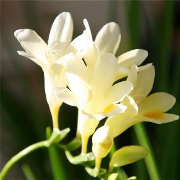 Freesia planting method