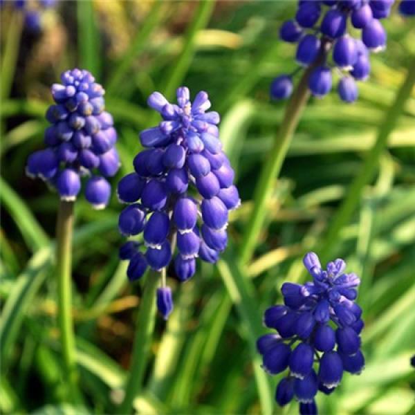 grape hyacinth picture