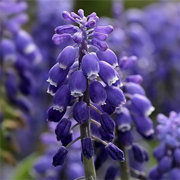 Grape hyacinth