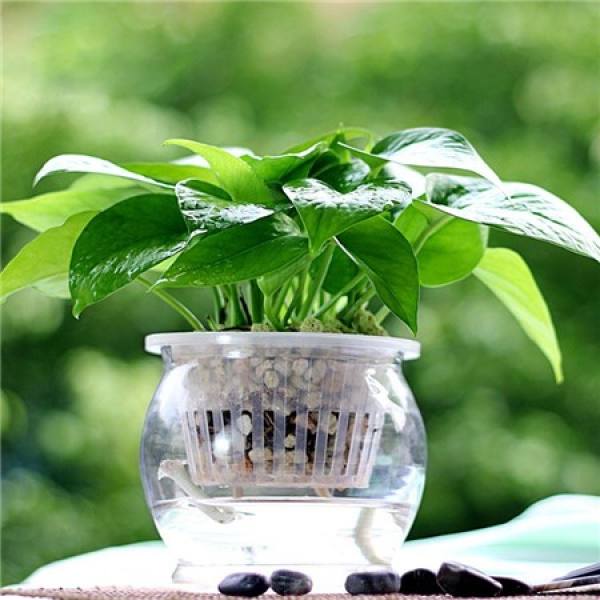 Hydroponic scindapsus