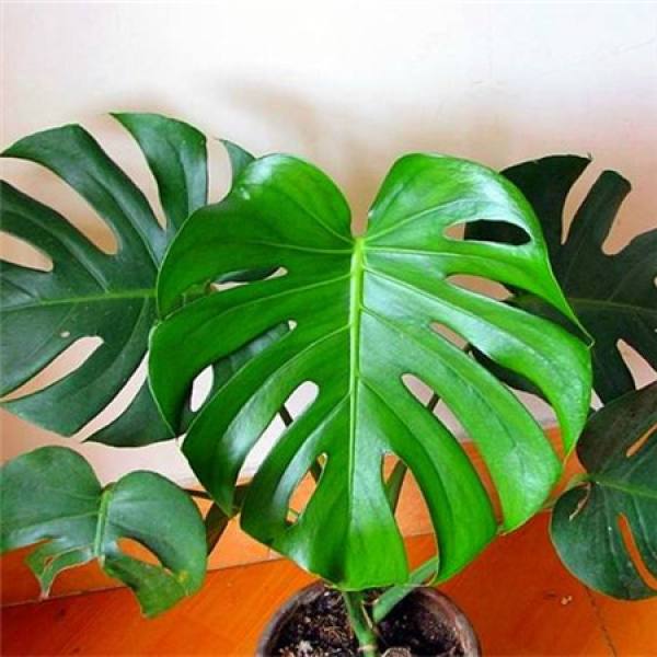 water Swiss cheese plant