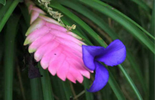 Pineapple with lilac flower