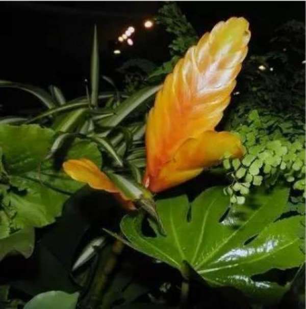 Pineapple with lilac flower