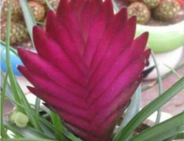 Pineapple with lilac flower