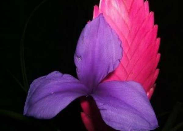Purple Flower Pineapple