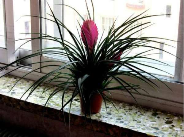 watering method of tielan