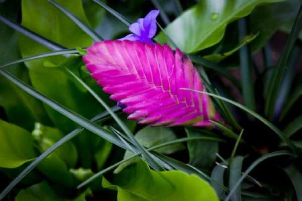 Watering of Iron Orchid