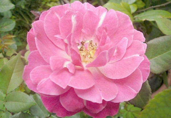 Chinese rose flower little leaf disease
