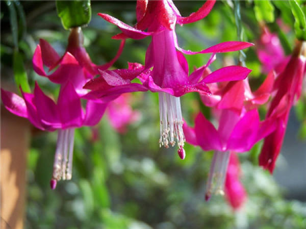 Pruning after flowering