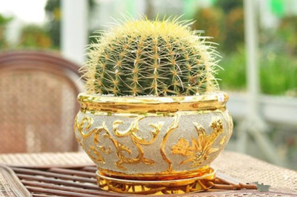 Watering management of golden amber ball