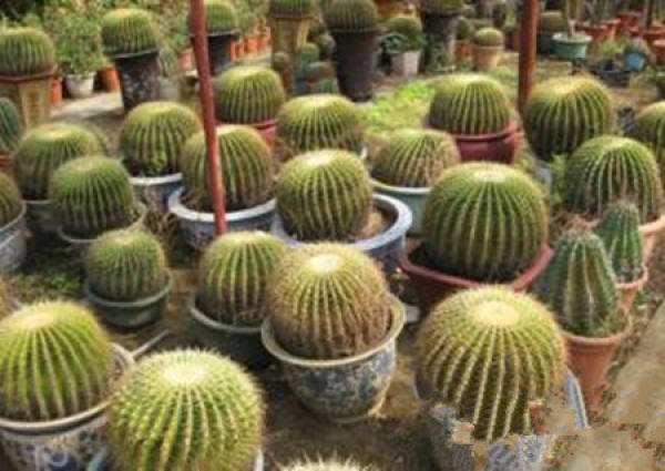 Fertilization Management of Jinhuqiu