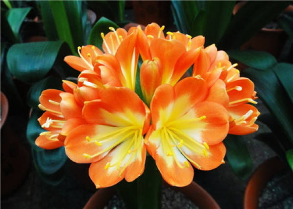 Fertilization of Clivia miniata in Flowering Period