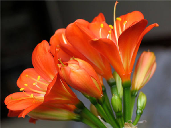 Fertilization of Clivia miniata in Flowering Period
