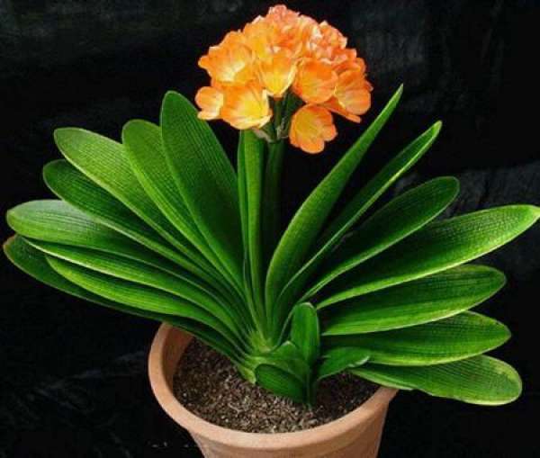 Moisture and Temperature in Flowering Period of Clivia miniata