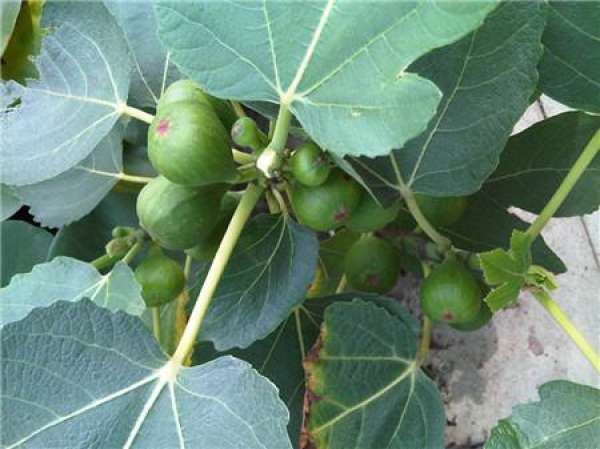 When do figs bear fruit?