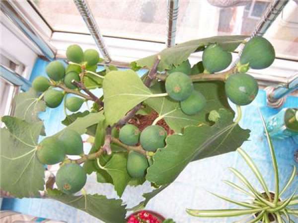 When do figs bear fruit?