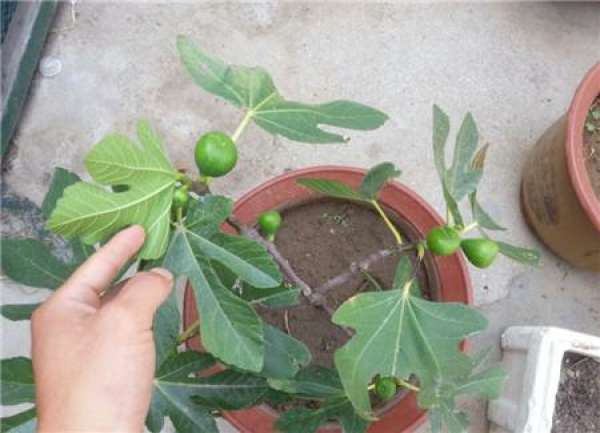 when does figs bear fruit