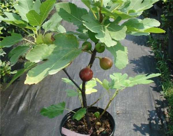 Figs Picture