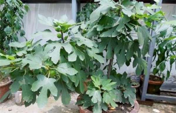 Balcony fig light