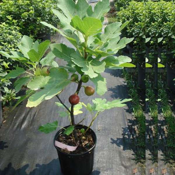 Balcony fig to prevent birds from stealing