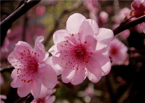 the method of flower induction of plum