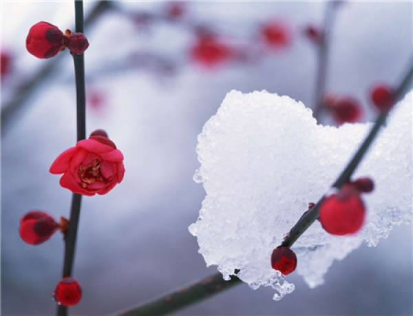 Points for Attention in Plum Blossom Forcing