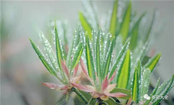 See dry see wet