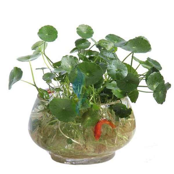 Hydroponics of Glechoma longituba can theoretically raise fish