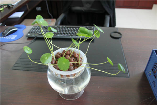 Hydroponics of Glechoma longituba can theoretically raise fish