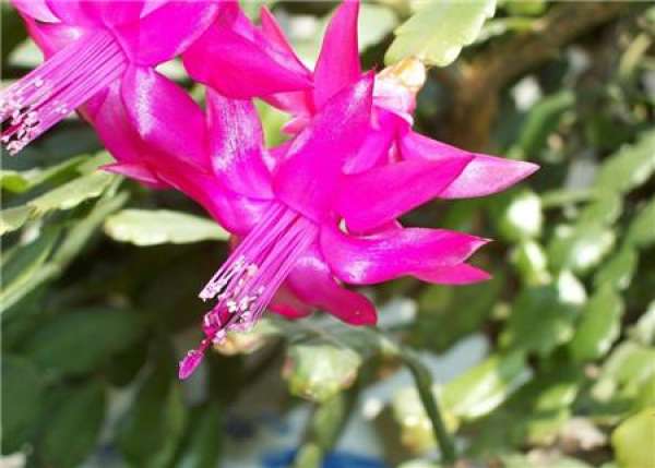 Dormancy after blooming of Zygocactus