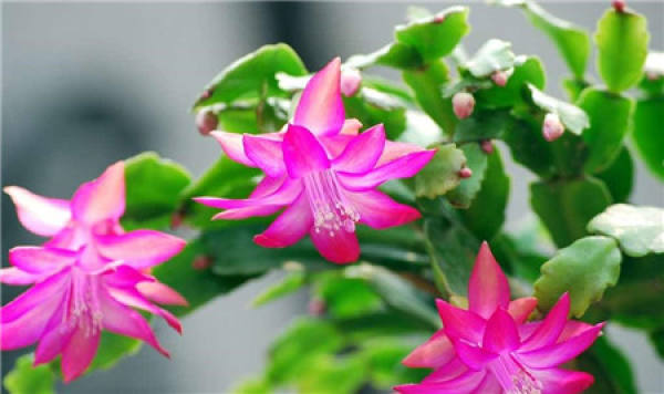 Cactus orchids need to prepare for the next bloom.