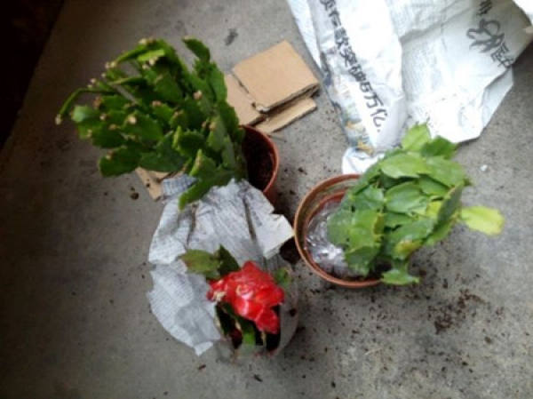 Pot-changing step of crab cactus