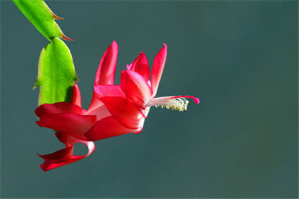 Cautions for repotting crab cactus
