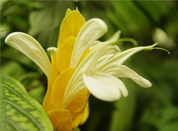 Cautions for flowering of golden bud flower