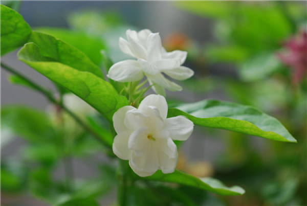 Summer maintenance of jasmine — — pruning