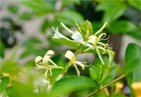 Preparations for planting honeysuckle