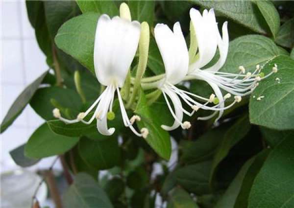 preparation for honeysuckle sowing