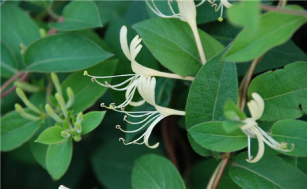 Post-sowing treatment of honeysuckle