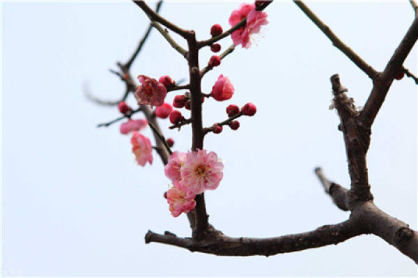 Selection of early flowering varieties