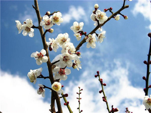 Selection of early flowering varieties