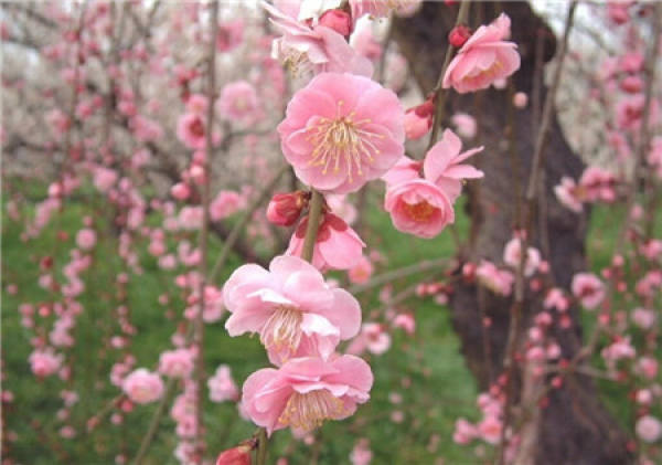 Water and Fertilizer Control of Prunus mume